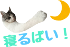 cat of cure Hakata dialect sticker #15501947