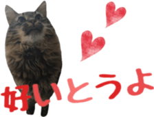cat of cure Hakata dialect sticker #15501948
