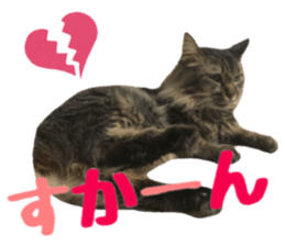 cat of cure Hakata dialect sticker #15501949