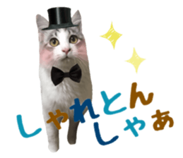 cat of cure Hakata dialect sticker #15501950