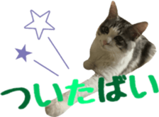 cat of cure Hakata dialect sticker #15501951