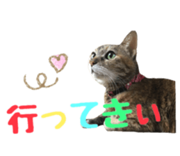 cat of cure Hakata dialect sticker #15501953