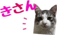 cat of cure Hakata dialect sticker #15501957