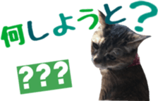 cat of cure Hakata dialect sticker #15501958