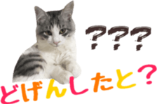 cat of cure Hakata dialect sticker #15501959