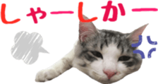 cat of cure Hakata dialect sticker #15501960