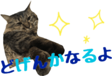 cat of cure Hakata dialect sticker #15501961