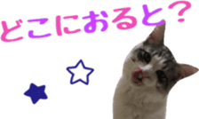 cat of cure Hakata dialect sticker #15501965