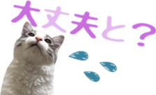 cat of cure Hakata dialect sticker #15501966