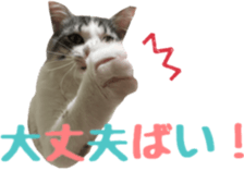 cat of cure Hakata dialect sticker #15501967