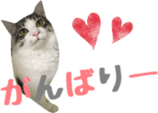 cat of cure Hakata dialect sticker #15501969