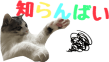 cat of cure Hakata dialect sticker #15501970