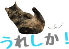 cat of cure Hakata dialect sticker #15501971