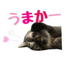 cat of cure Hakata dialect sticker #15501973