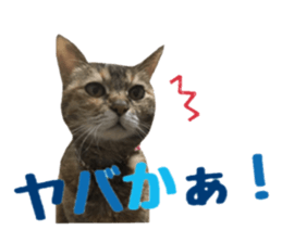 cat of cure Hakata dialect sticker #15501974