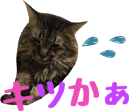 cat of cure Hakata dialect sticker #15501976