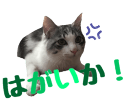 cat of cure Hakata dialect sticker #15501977