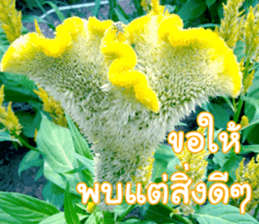 Happy Monday sticker #15506611