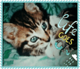 Lovely Cats #4 sticker #15506820
