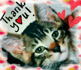 Lovely Cats #4 sticker #15506825
