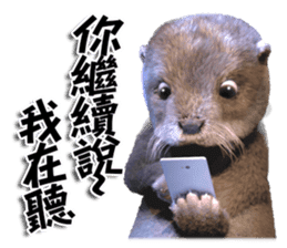 Kung Fu Otter sticker #15507511