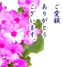 Polite greetings in Japanese with flower sticker #15508416