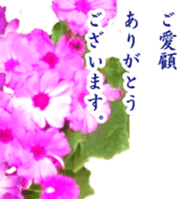 Polite greetings in Japanese with flower sticker #15508416