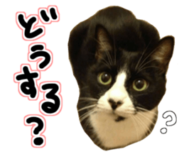 Everyone gathers up! sticker #15509392