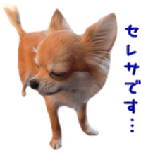 Sticker of Cereza 12 sticker #15510201