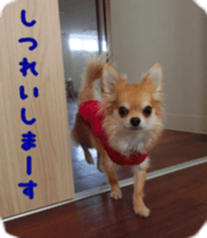 Sticker of Cereza 12 sticker #15510208