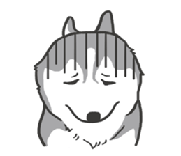 HAHA the Miracle Husky sticker #15512931