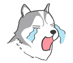 HAHA the Miracle Husky sticker #15512941