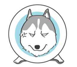 HAHA the Miracle Husky sticker #15512944