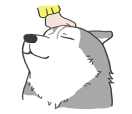 HAHA the Miracle Husky sticker #15512947