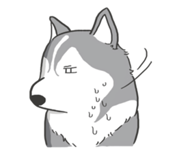 HAHA the Miracle Husky sticker #15512950