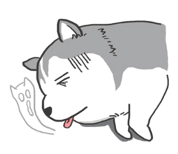 HAHA the Miracle Husky sticker #15512954