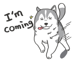 HAHA the Miracle Husky sticker #15512968