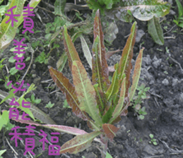 Perfect sticker #15514957