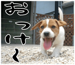 MIEDOG Jack Russell terrier sticker 16 sticker #15516306