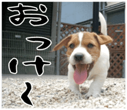 MIEDOG Jack Russell terrier sticker 16 sticker #15516306