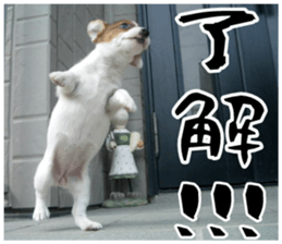 MIEDOG Jack Russell terrier sticker 16 sticker #15516307
