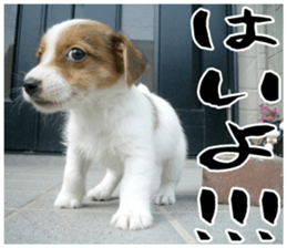 MIEDOG Jack Russell terrier sticker 16 sticker #15516308