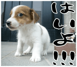 MIEDOG Jack Russell terrier sticker 16 sticker #15516308