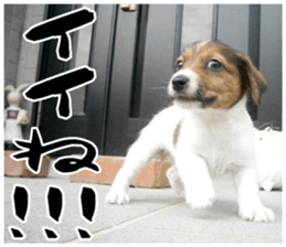 MIEDOG Jack Russell terrier sticker 16 sticker #15516309
