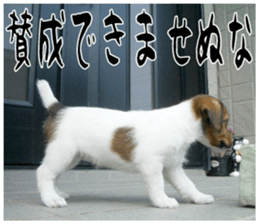 MIEDOG Jack Russell terrier sticker 16 sticker #15516310