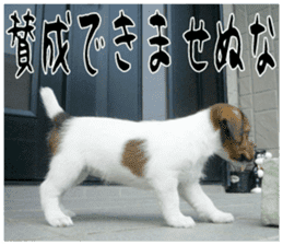 MIEDOG Jack Russell terrier sticker 16 sticker #15516310