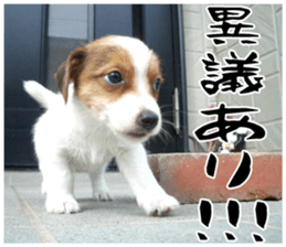MIEDOG Jack Russell terrier sticker 16 sticker #15516311