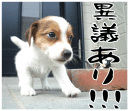 MIEDOG Jack Russell terrier sticker 16 sticker #15516311