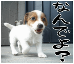 MIEDOG Jack Russell terrier sticker 16 sticker #15516312