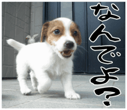 MIEDOG Jack Russell terrier sticker 16 sticker #15516312